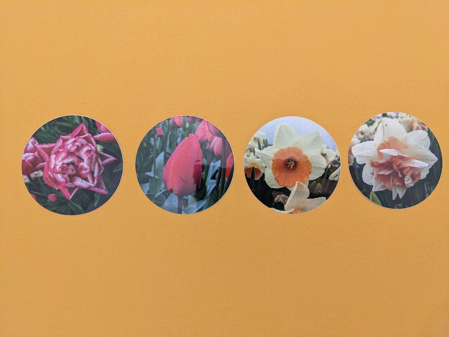 Pink and White Double Tulip 2 in. Sticker