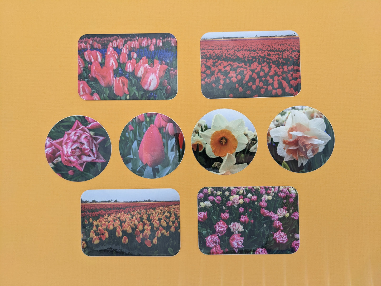 Tulip Stickers 2023 8 pk.