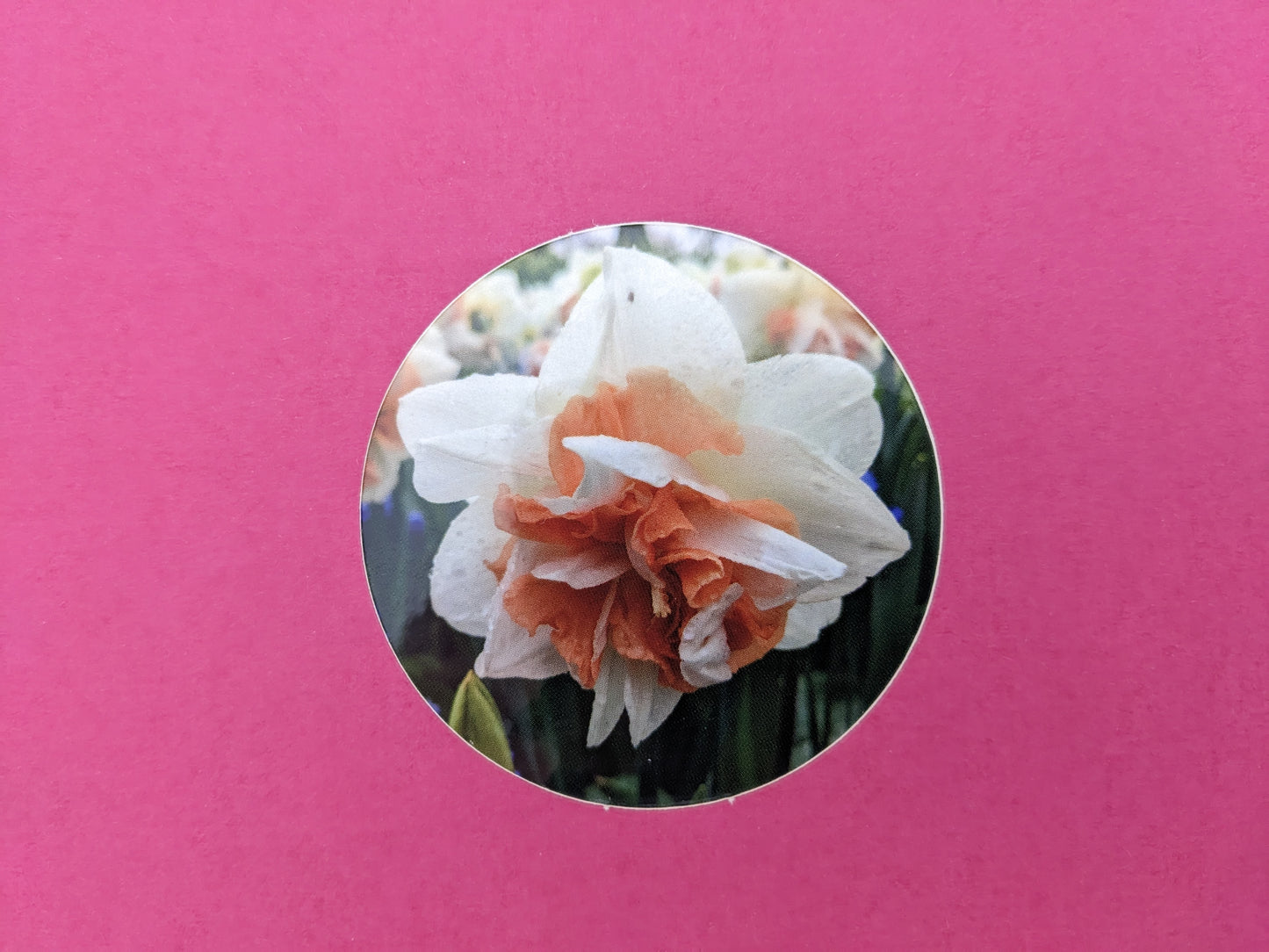 Peaches and Cream Daffodil 2" Round Sticker
