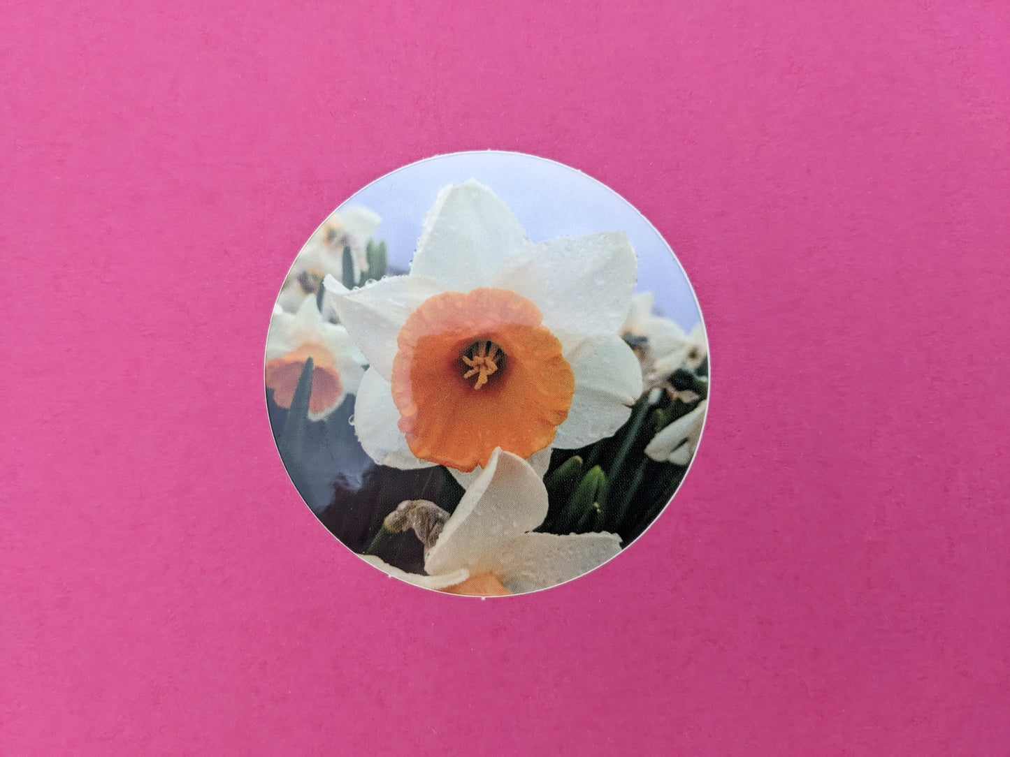 Egg Daffodil 2 in. Round Sticker