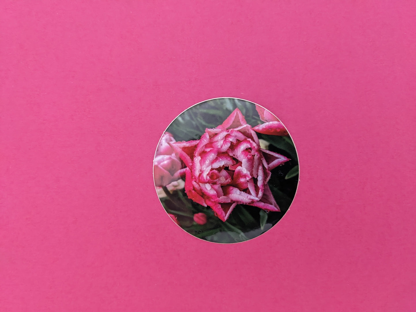 Pink and White Double Tulip 2 in. Sticker