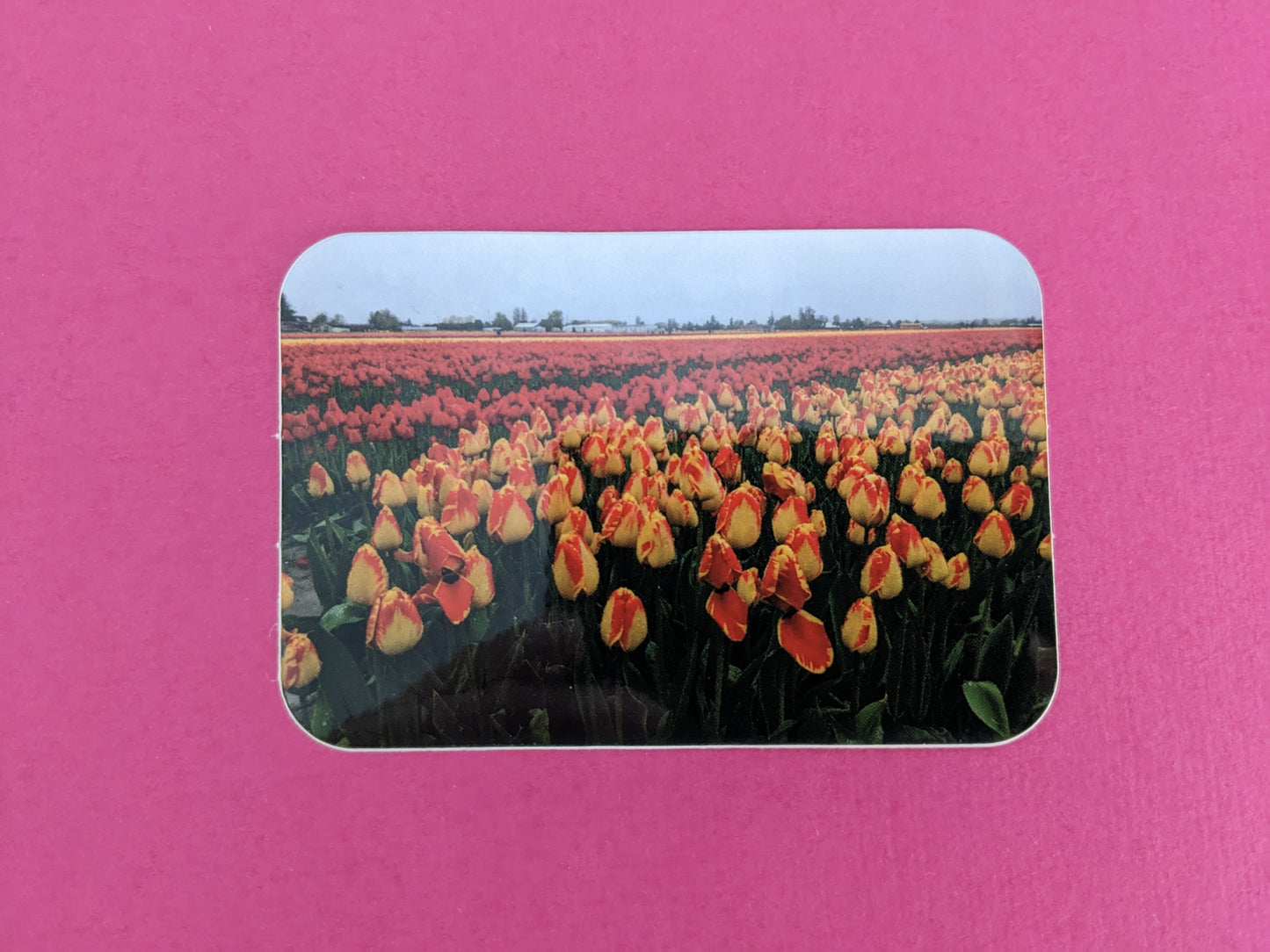 Red and Yellow Tulip Field Sticker