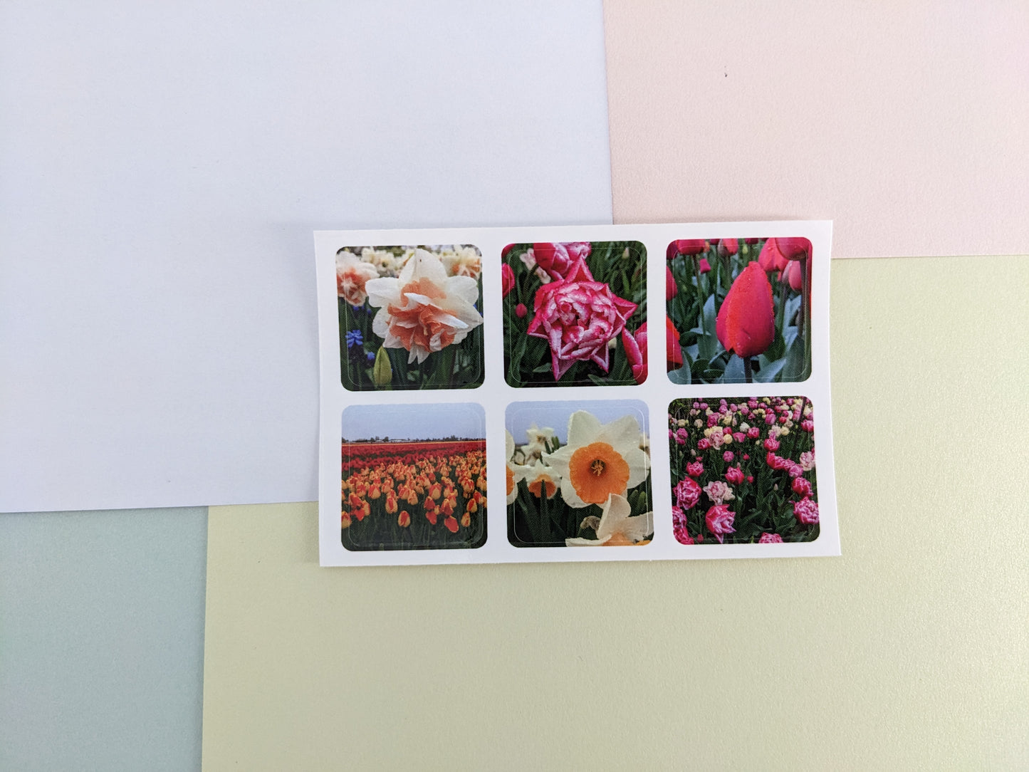 Tulip Fields 10 pk. Postcards