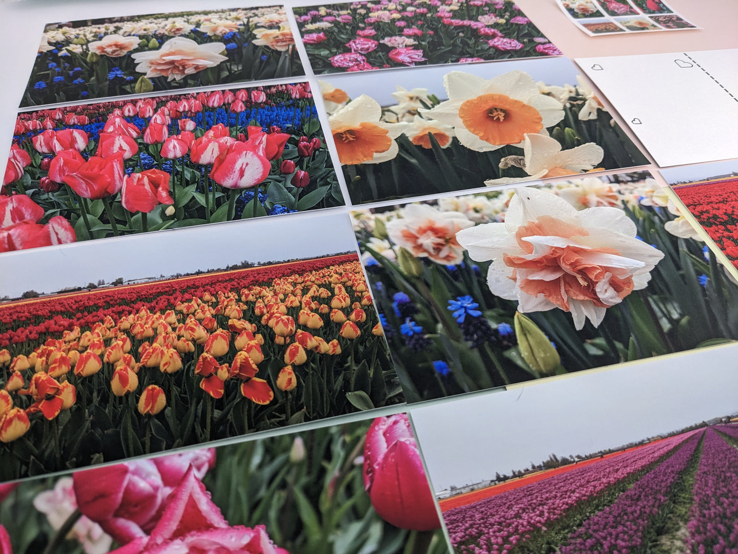 Tulip Fields 10 pk. Postcards