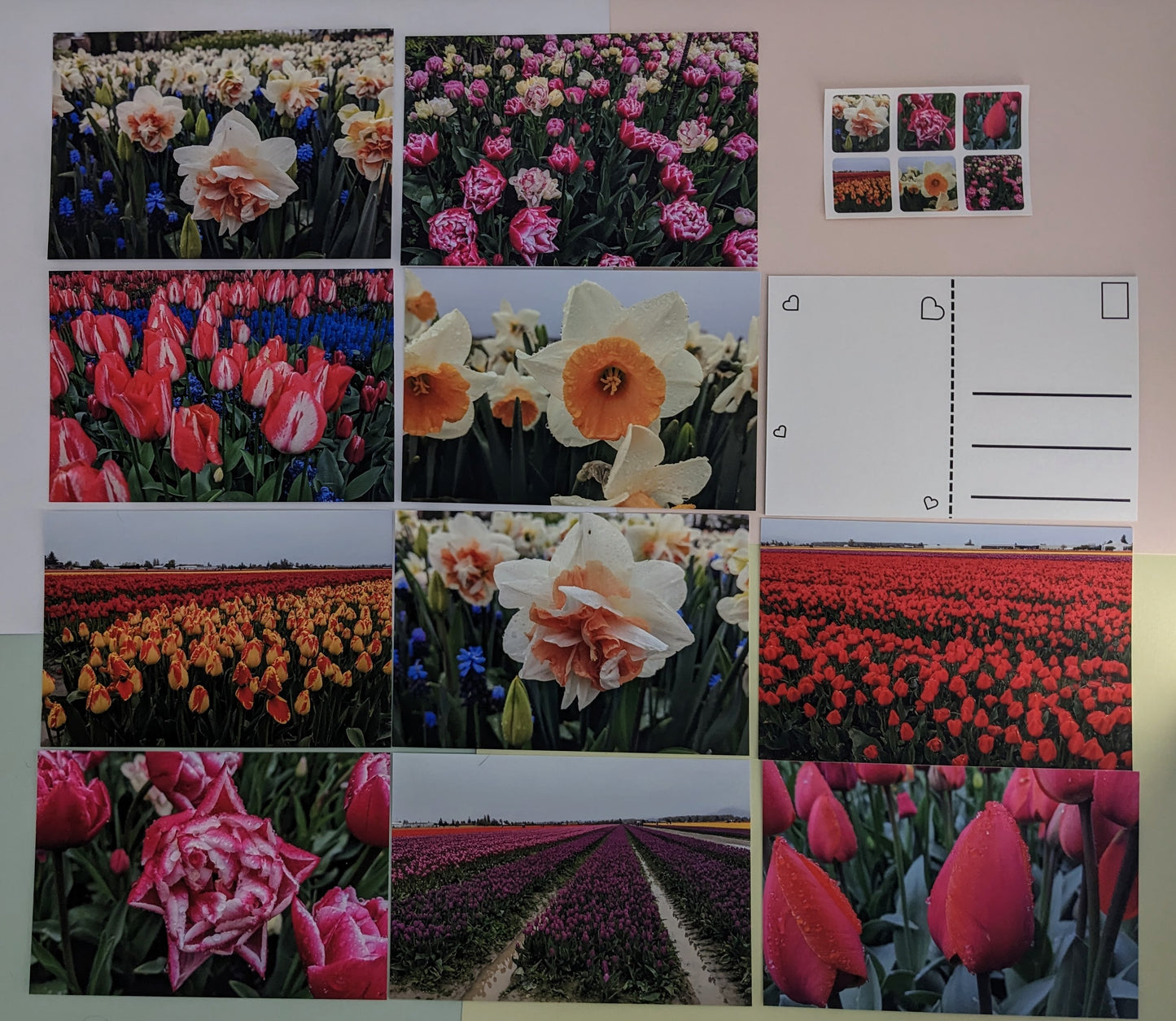 Tulip Fields 10 pk. Postcards
