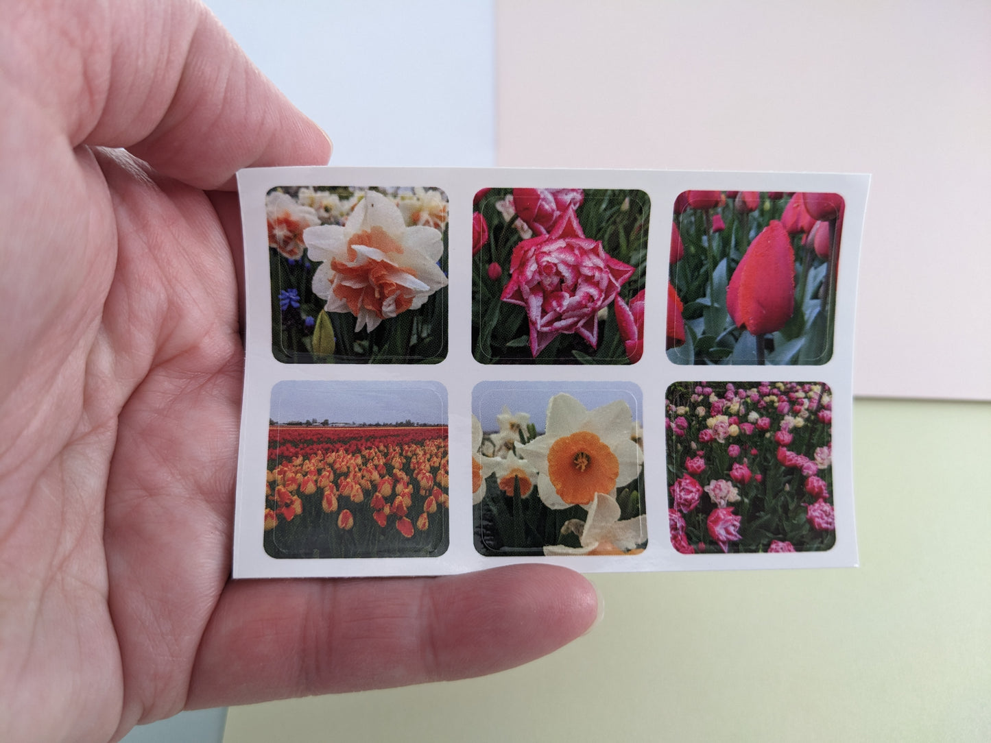 Tulip Fields 10 pk. Postcards