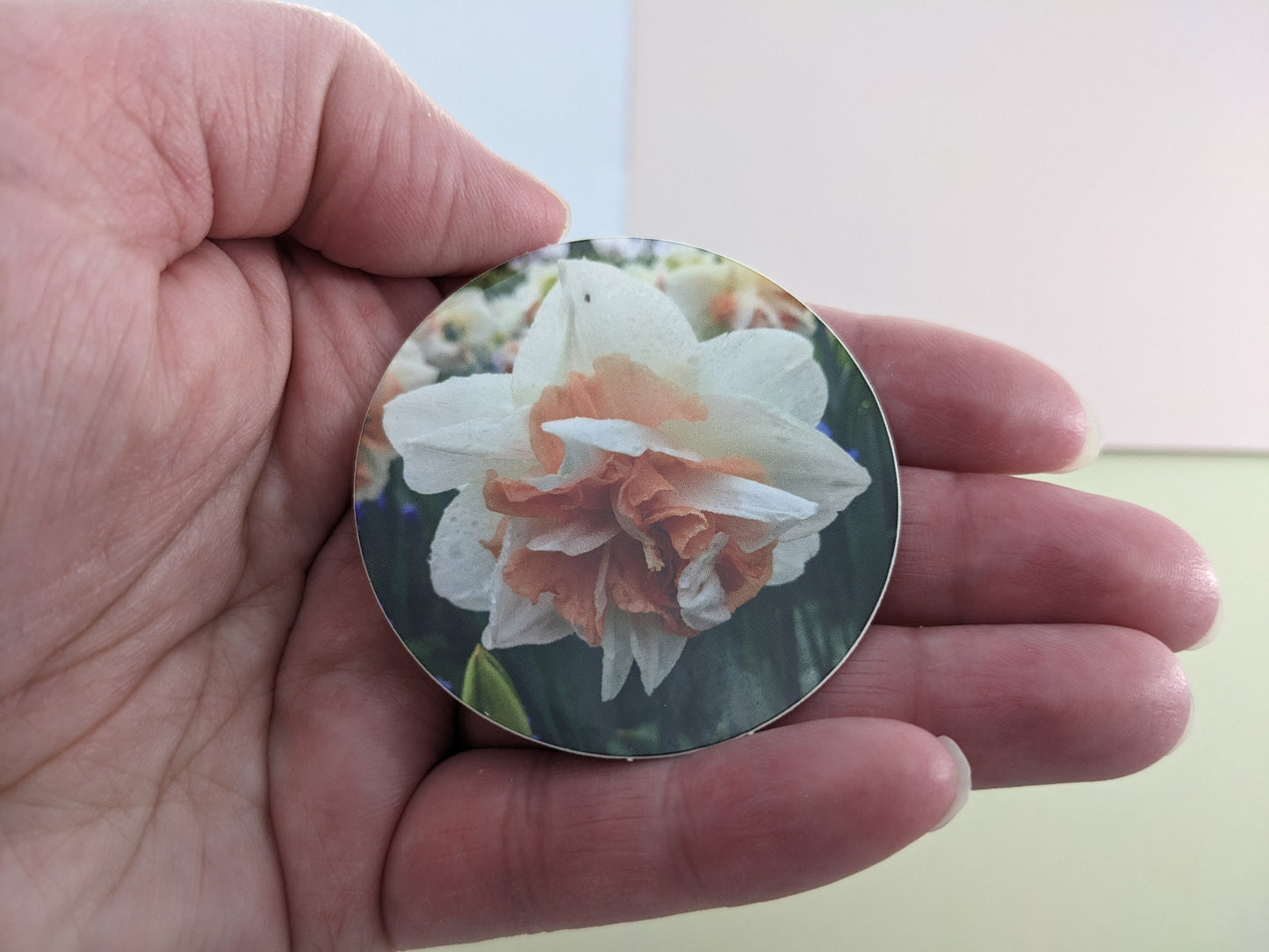 Peaches and Cream Daffodil 2" Round Sticker