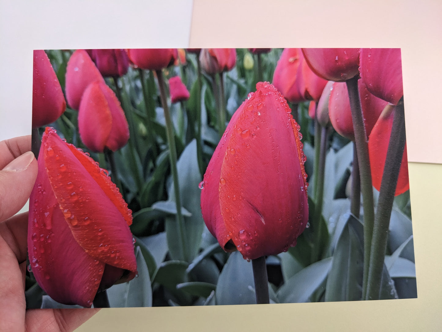 Tulip Fields 10 pk. Postcards