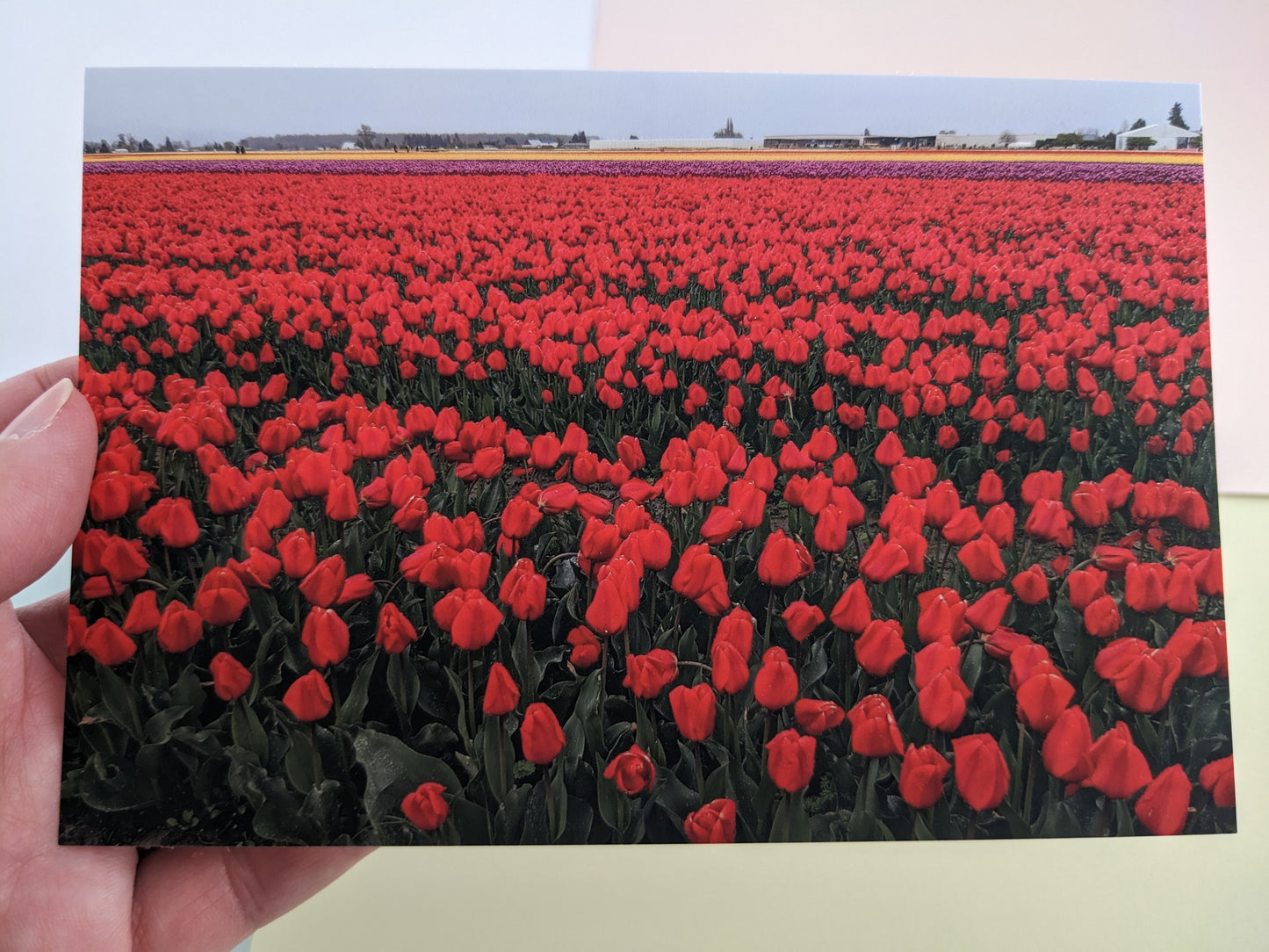 Tulip Fields 10 pk. Postcards