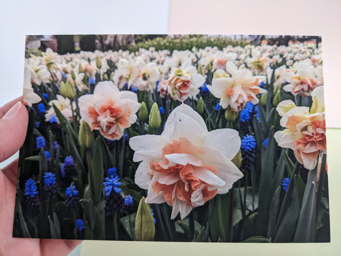 Tulip Fields 10 pk. Postcards