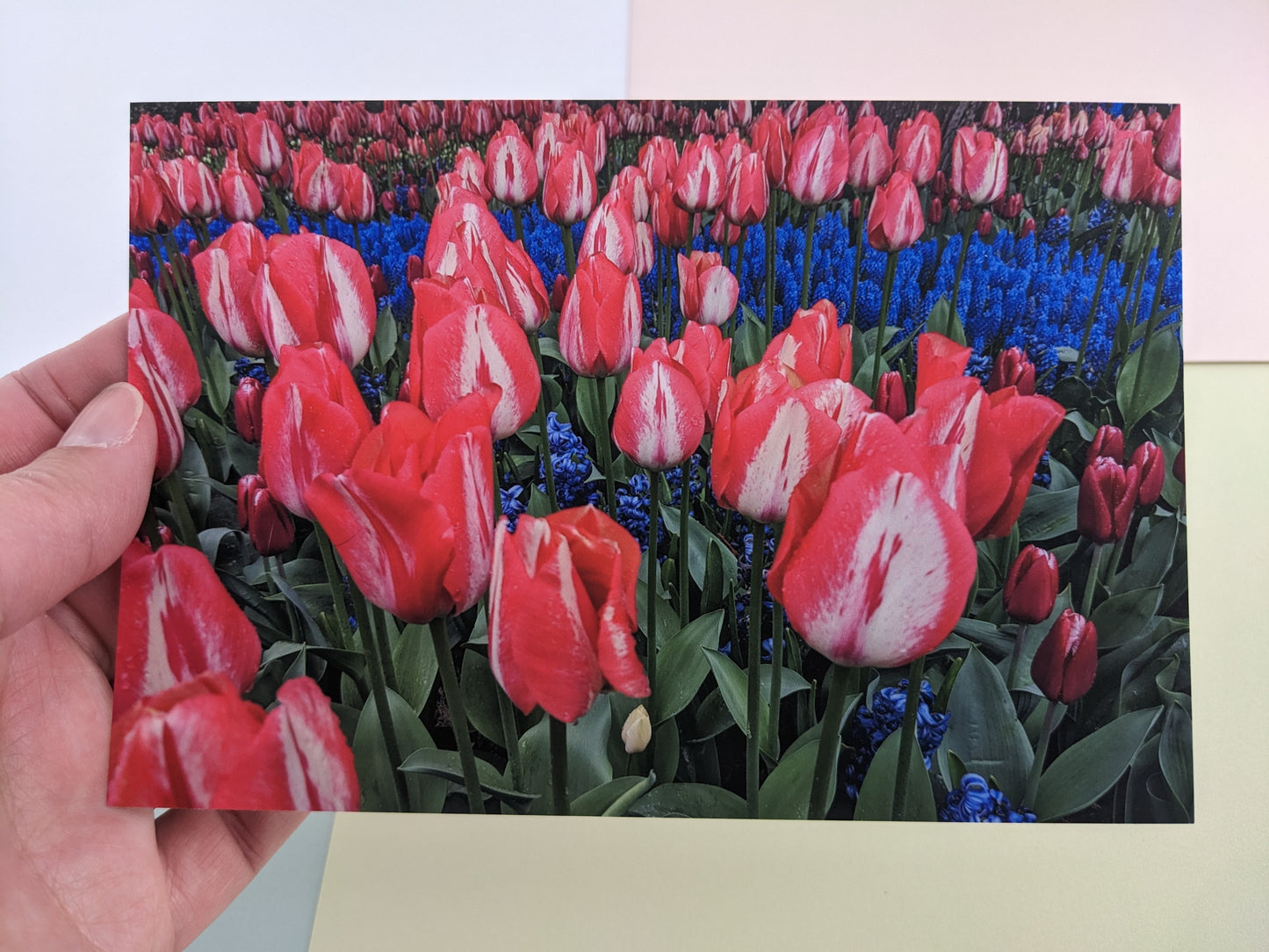 Tulip Fields 10 pk. Postcards