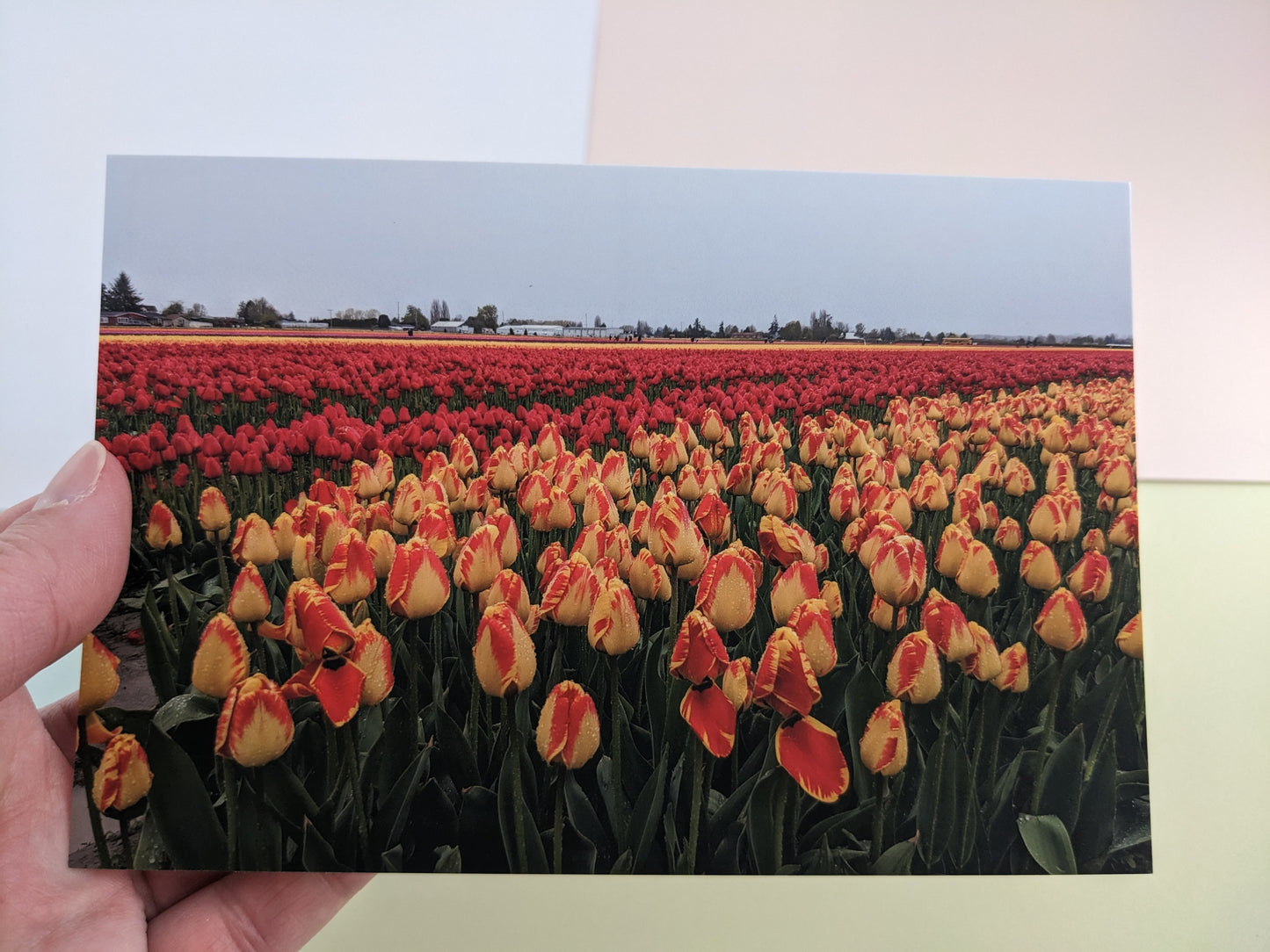 Tulip Fields 10 pk. Postcards
