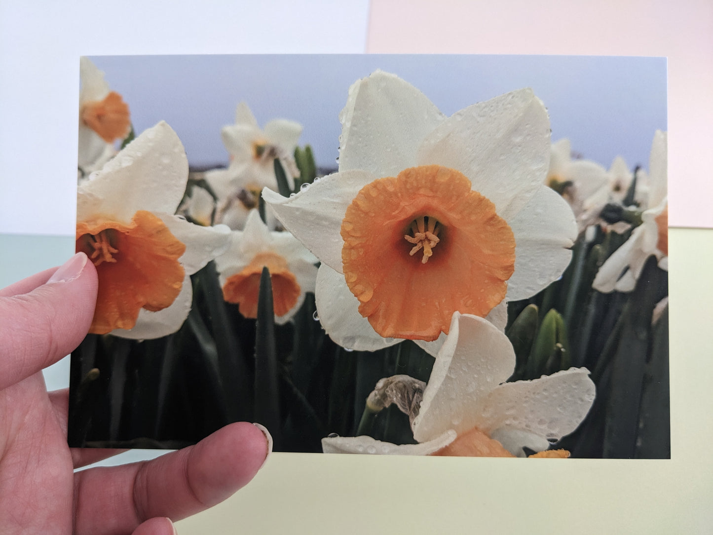 Tulip Fields 10 pk. Postcards
