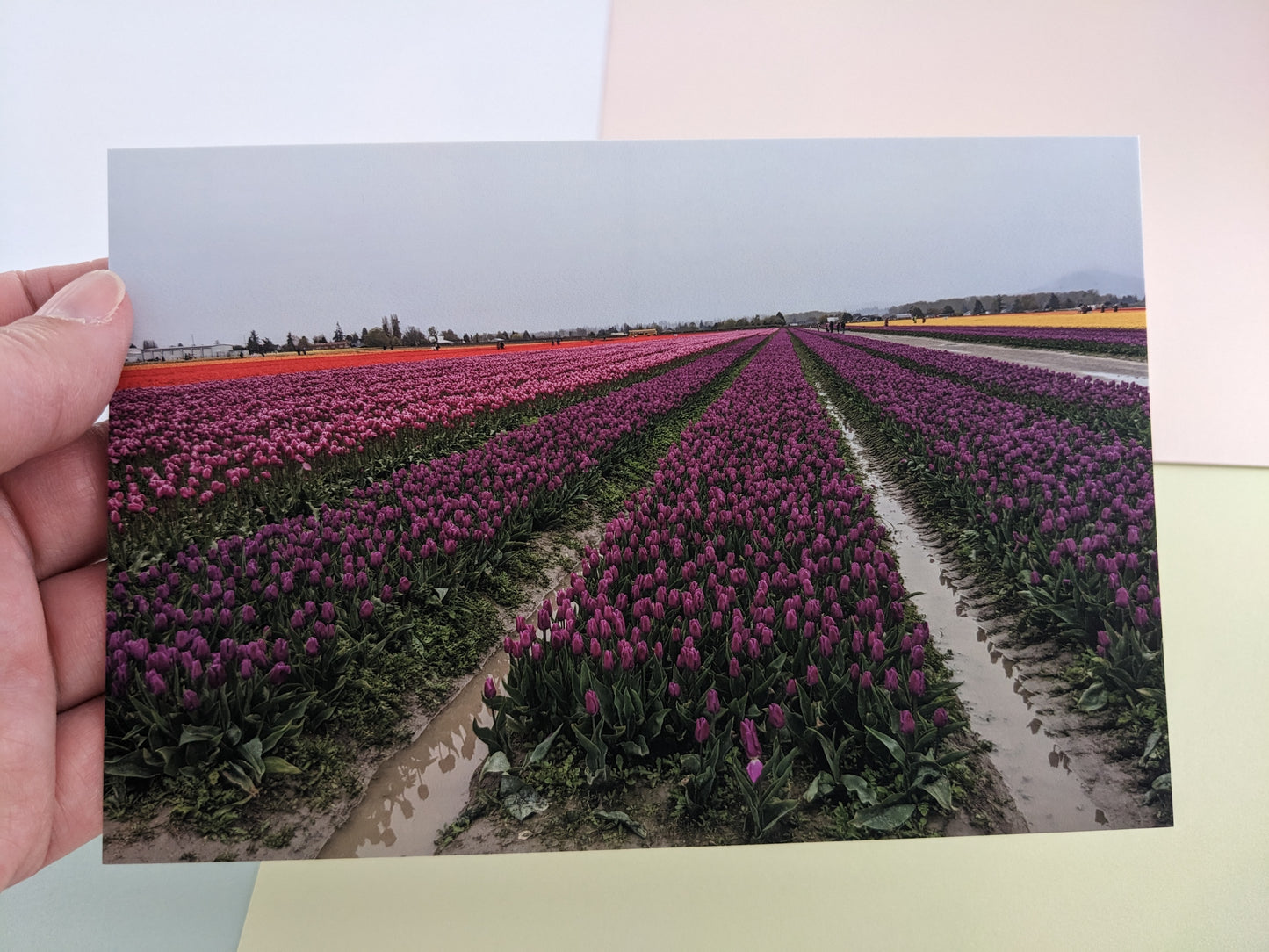 Tulip Fields 10 pk. Postcards
