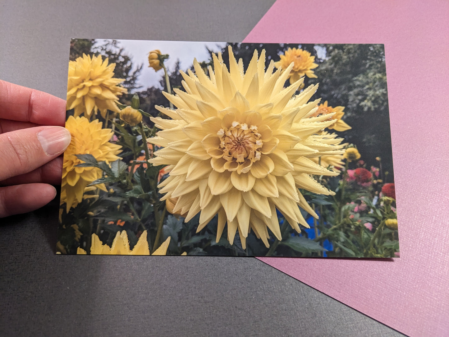 10 pack Dahlia Postcards