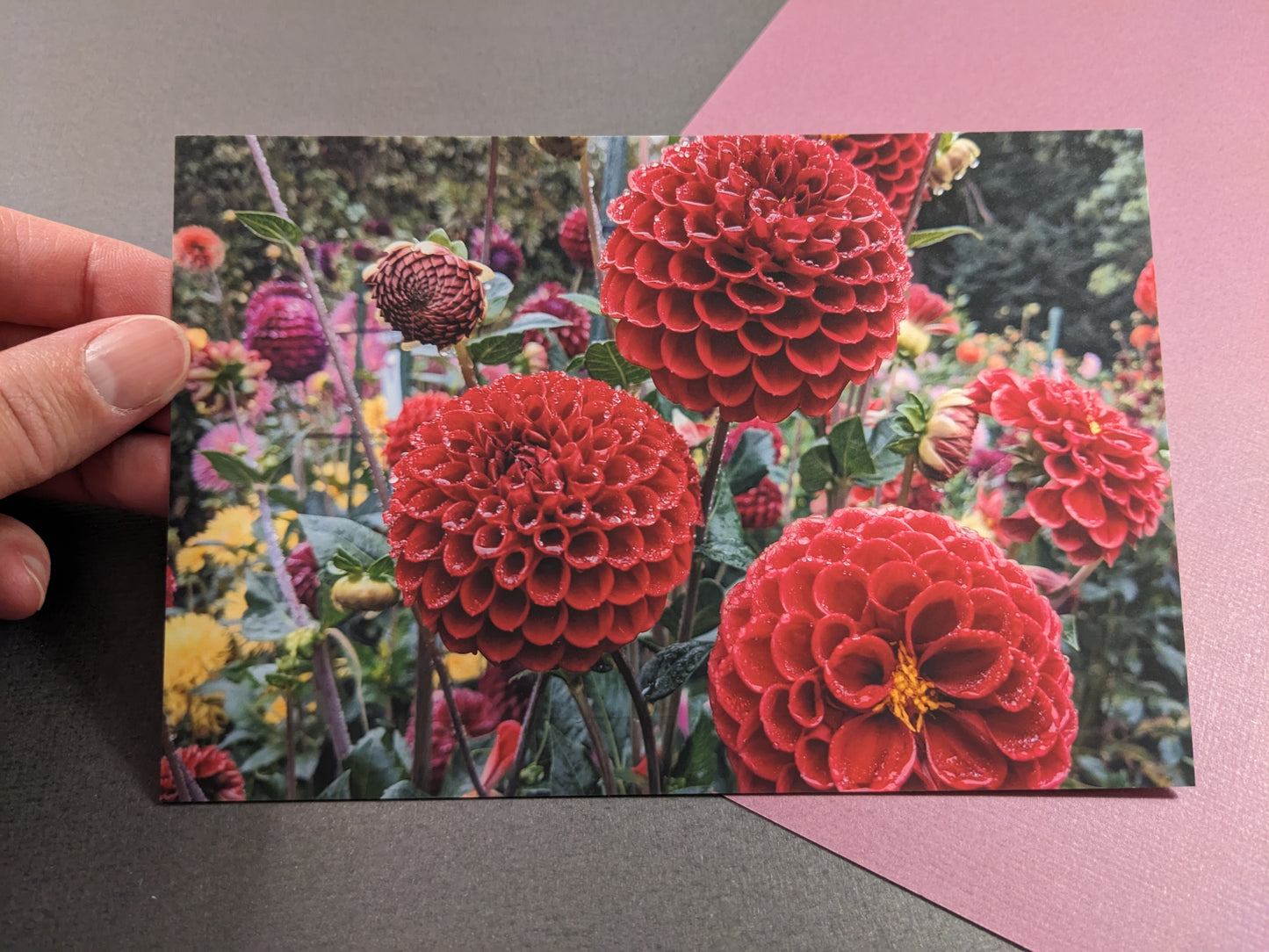 10 pack Dahlia Postcards