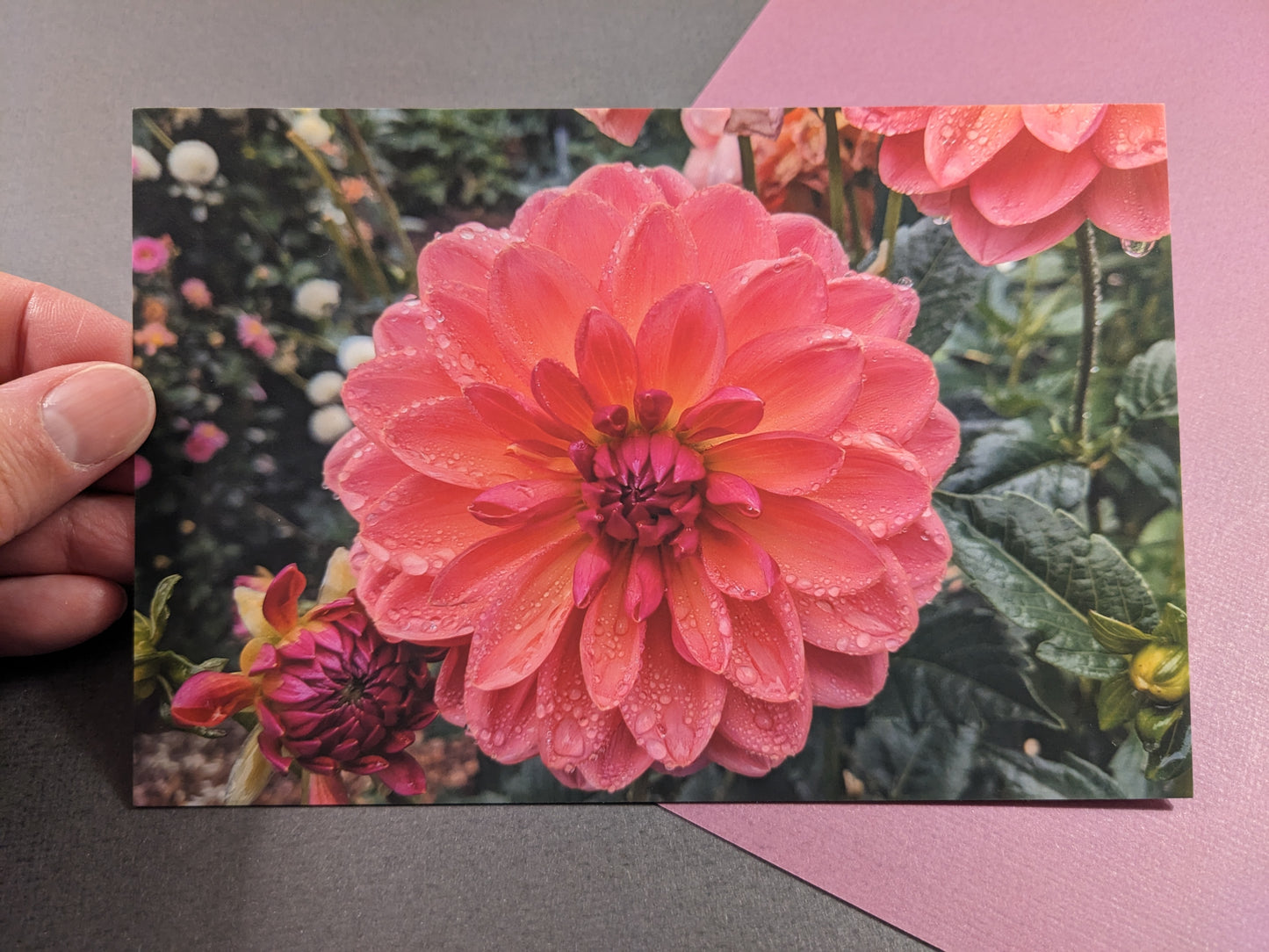 10 pack Dahlia Postcards