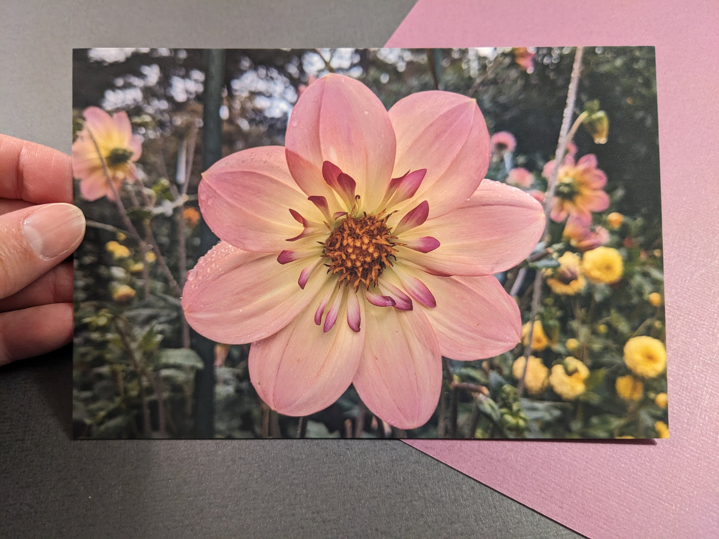 10 pack Dahlia Postcards