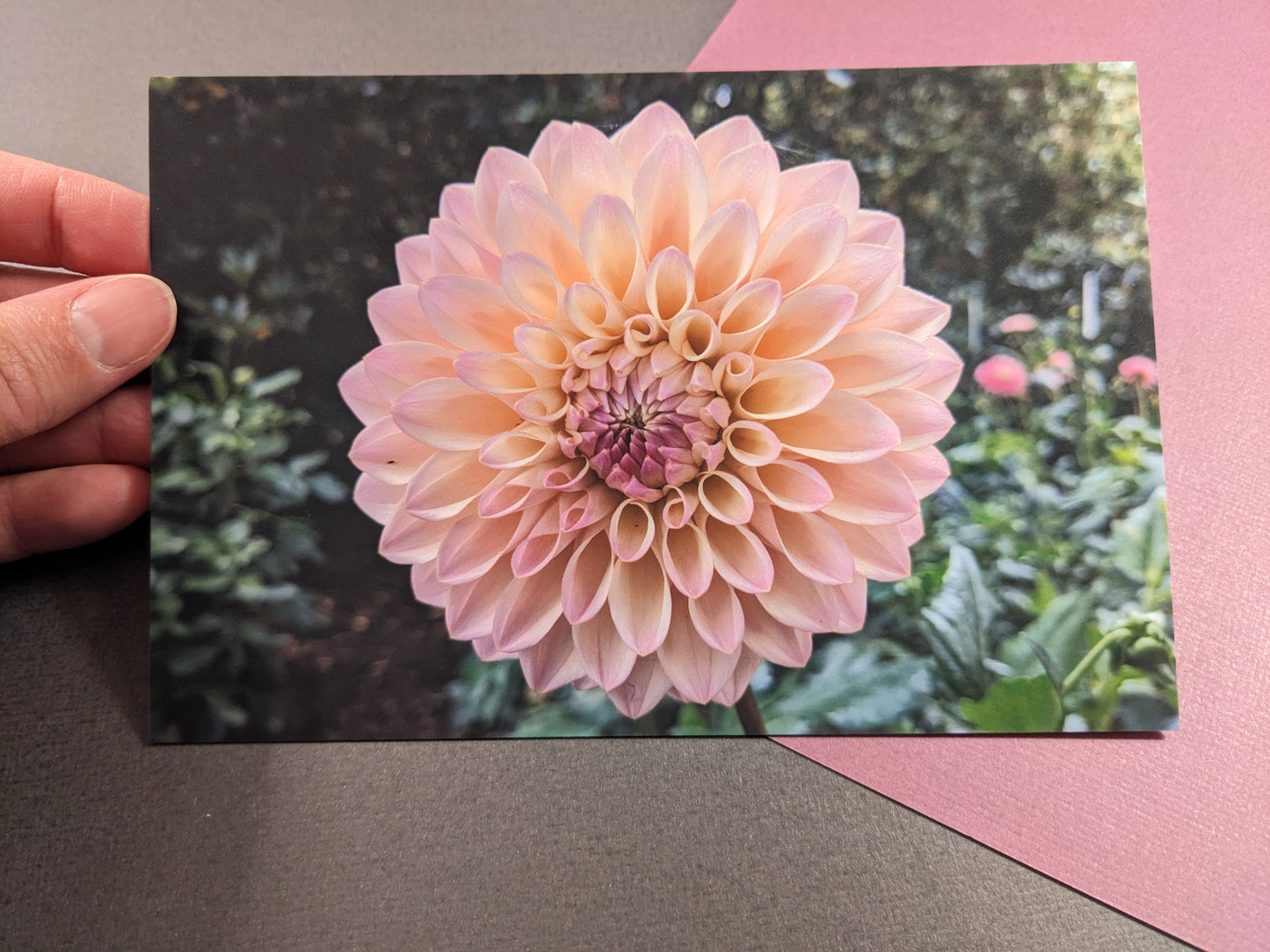 10 pack Dahlia Postcards