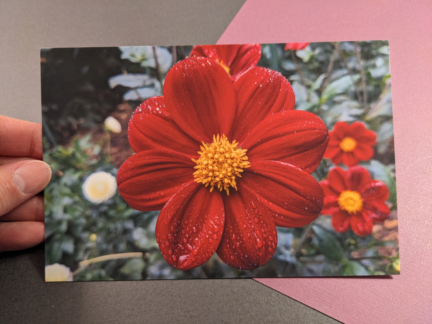 10 pack Dahlia Postcards