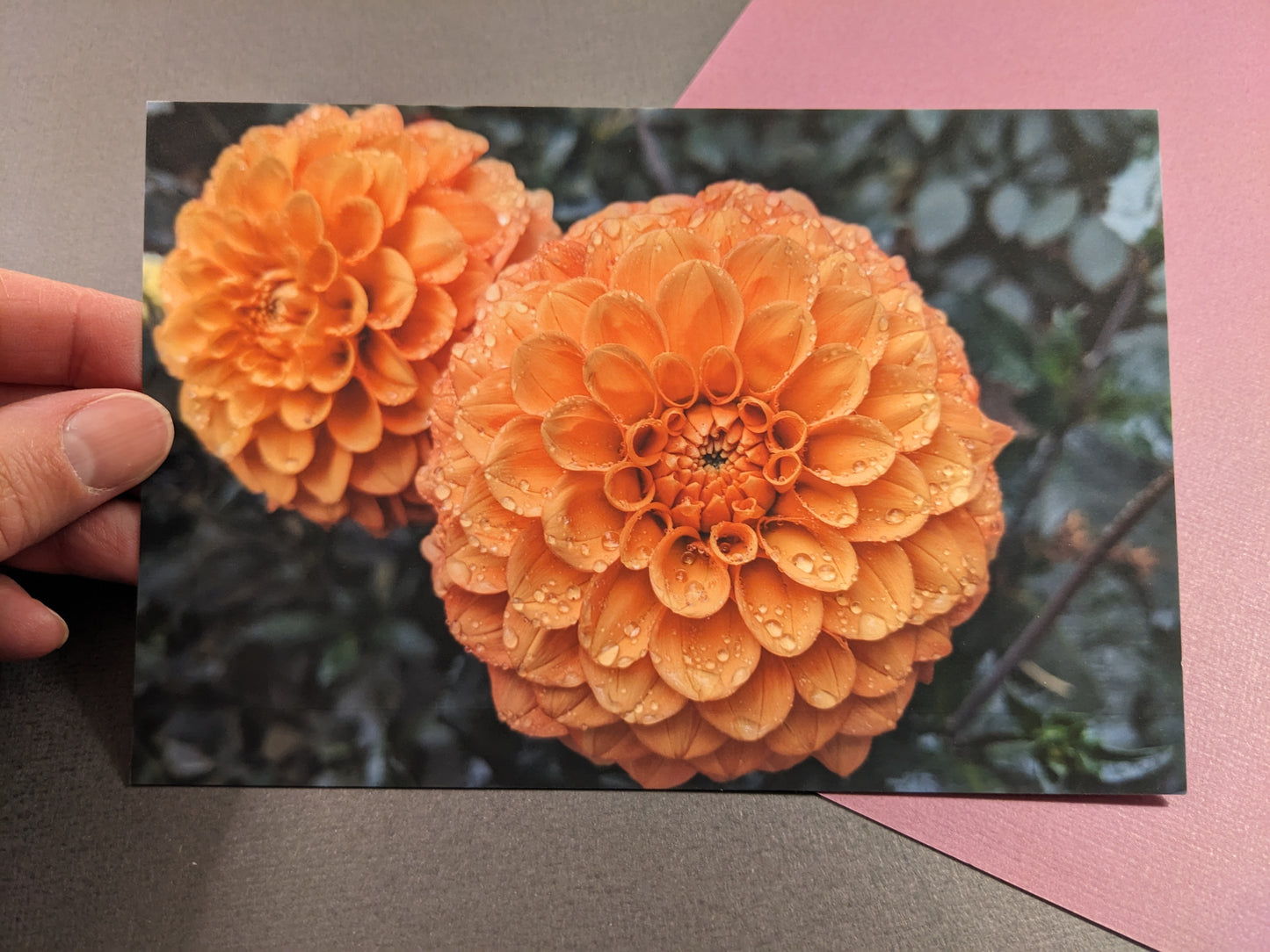 10 pack Dahlia Postcards