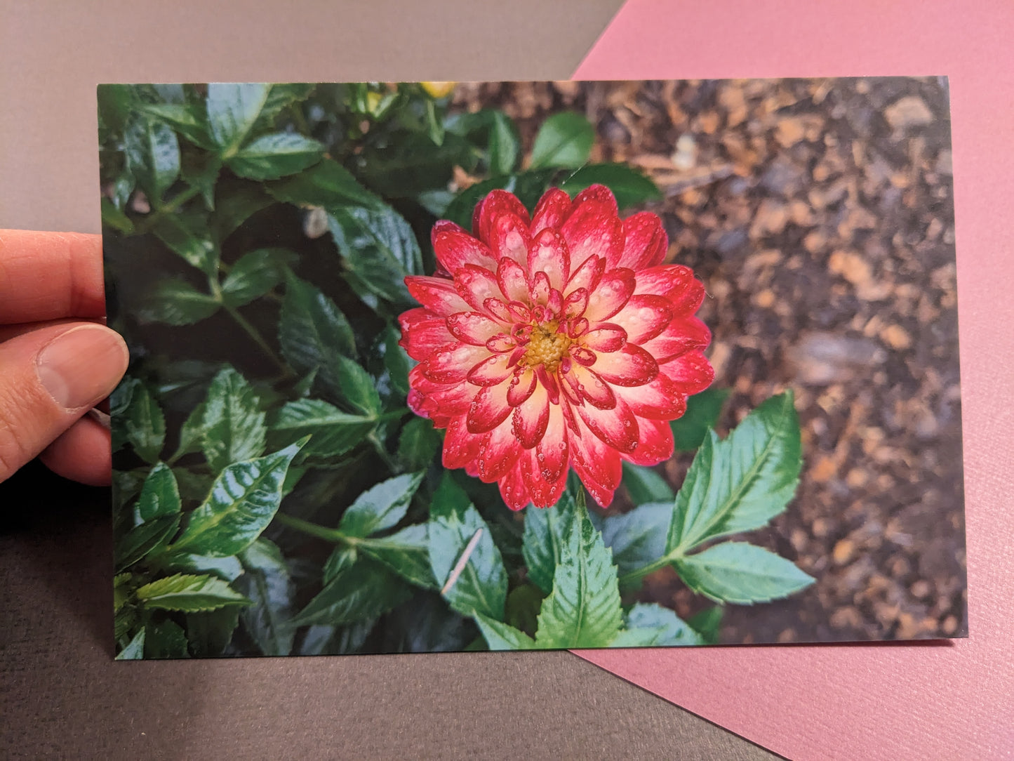 10 pack Dahlia Postcards