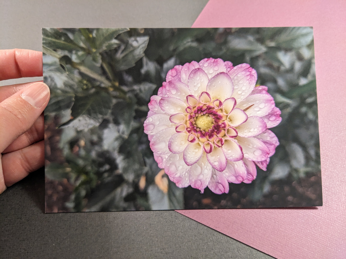 10 pack Dahlia Postcards