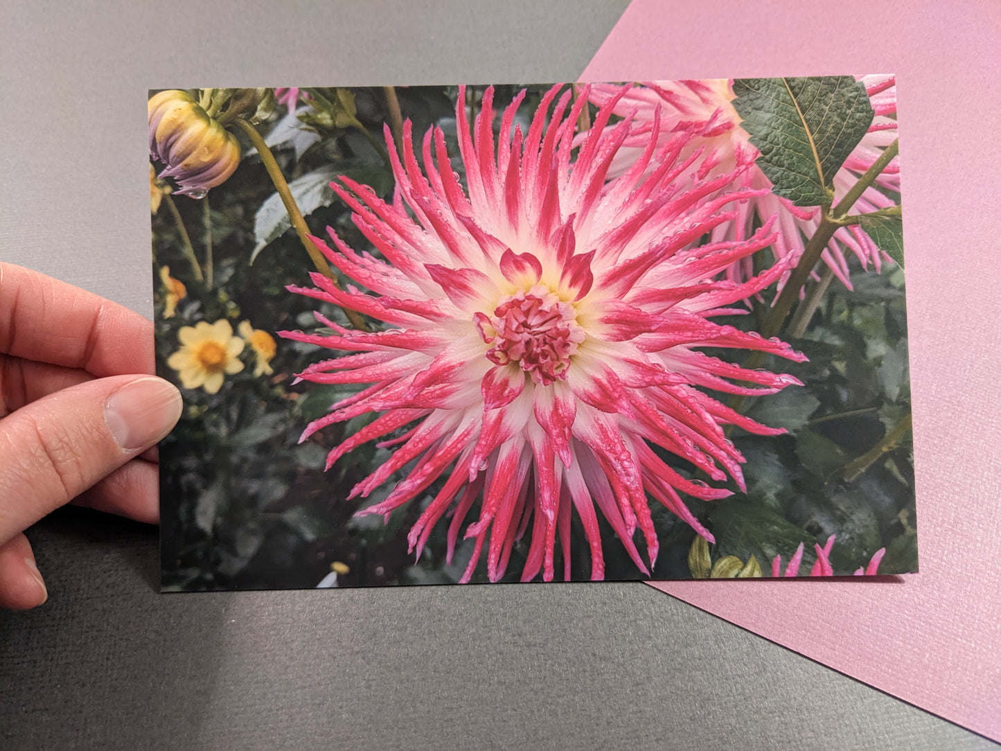 10 pack Dahlia Postcards