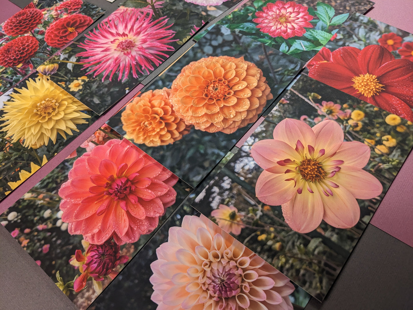 10 pack Dahlia Postcards