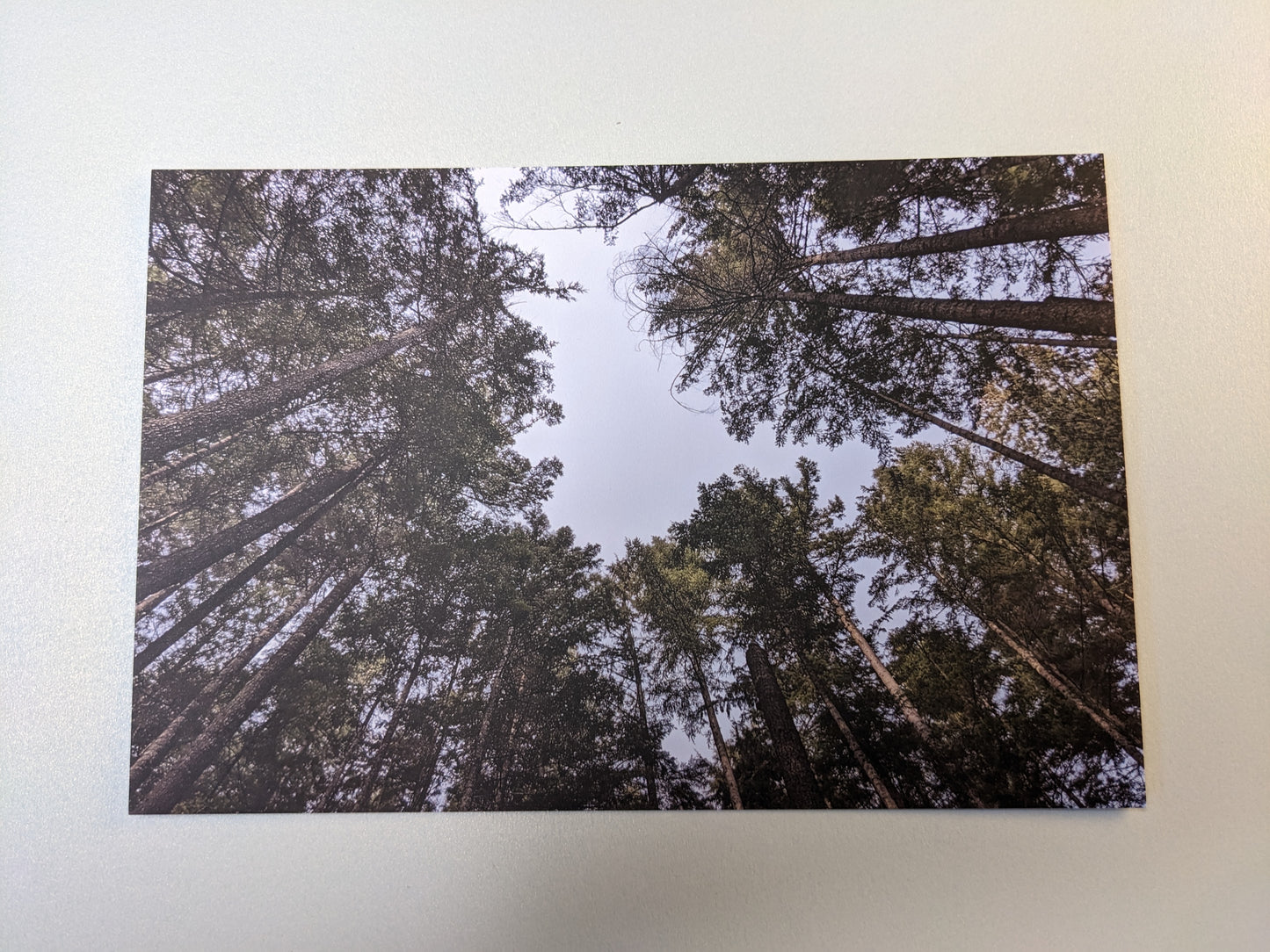 Sky Tree Ring Postcard - Individual