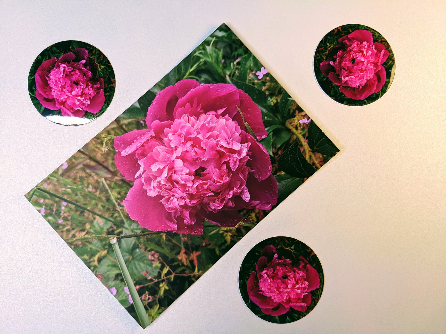2" Round Pink Peony Sticker