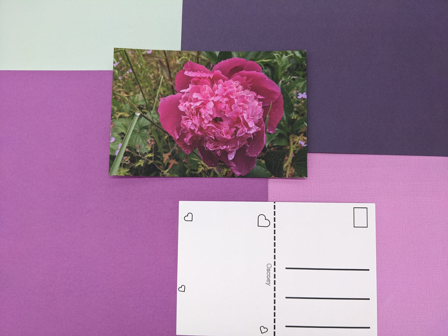 Pink Peony Postcard - Individual