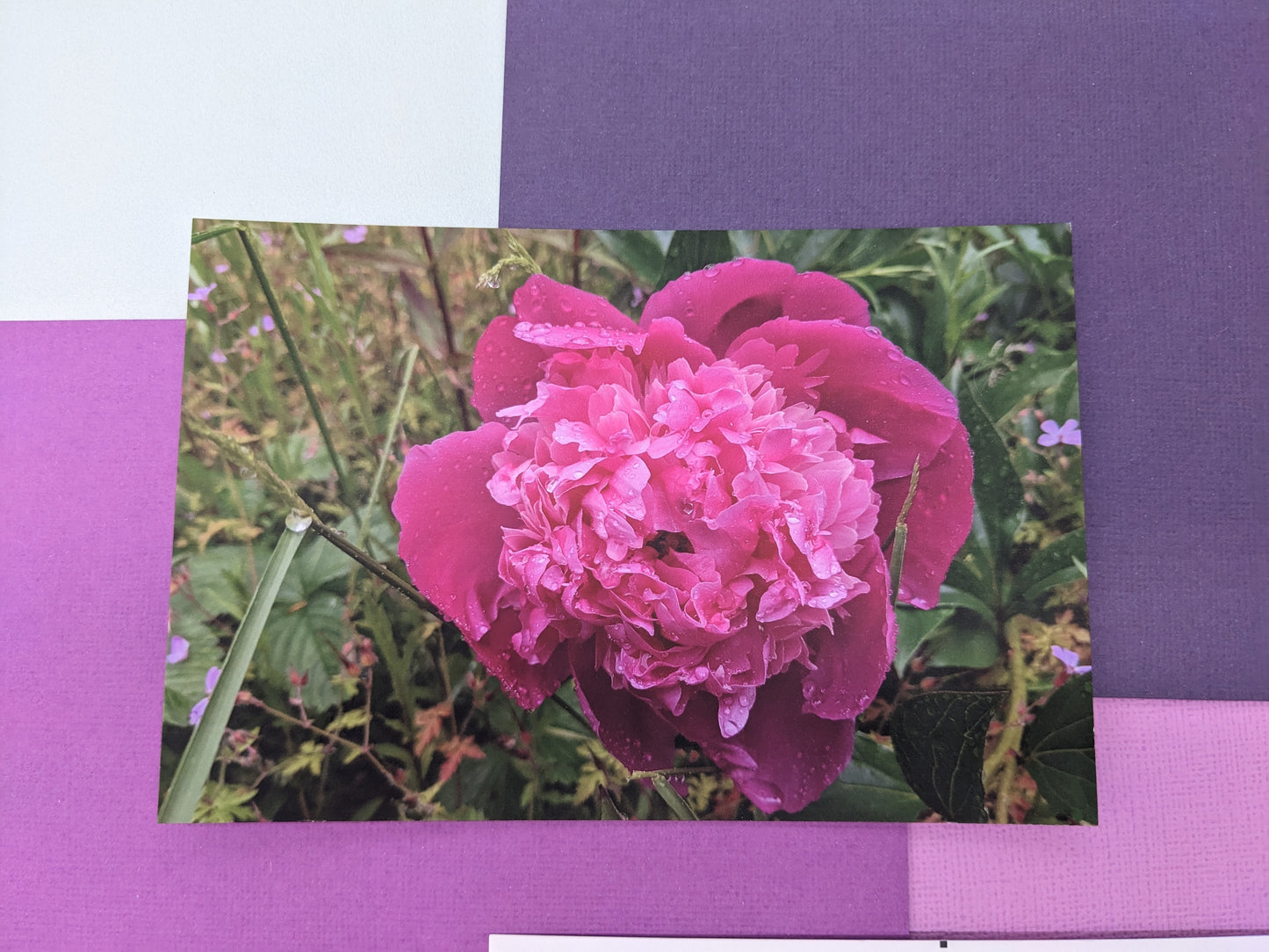 Pink Peony Postcard - Individual