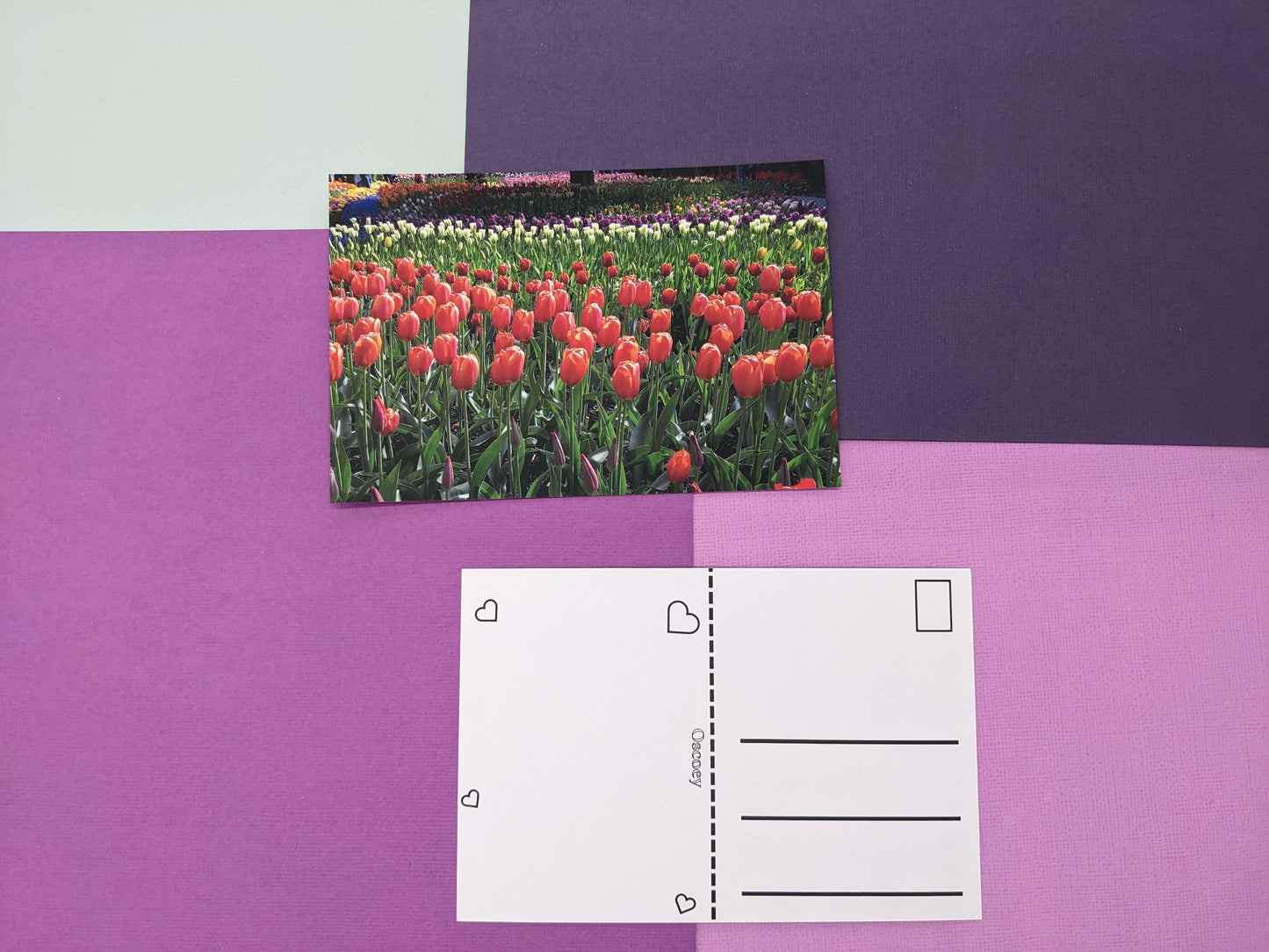 Orange Tulip Field Postcard - Individual