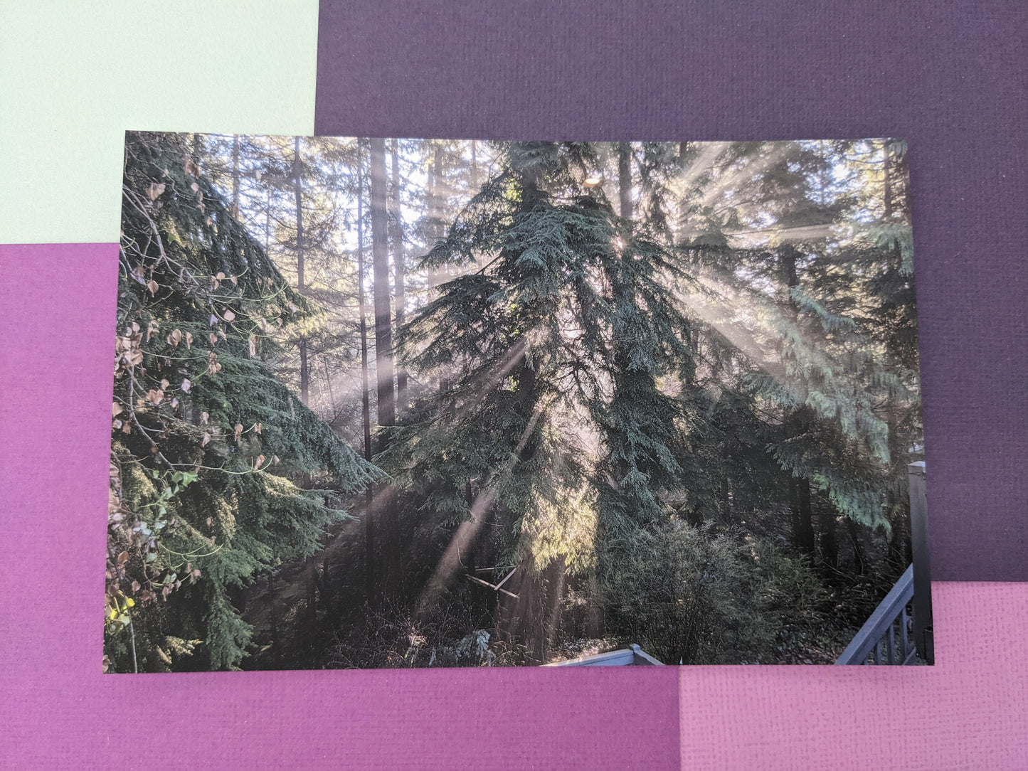Sunlight Through Trees Postcard - Individual