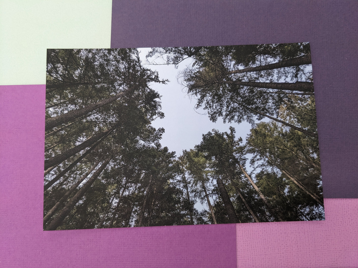 Sky Tree Ring Postcard - Individual