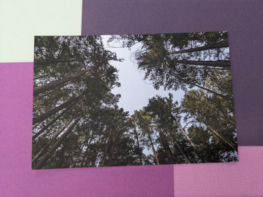 Sky Tree Ring Postcard - Individual