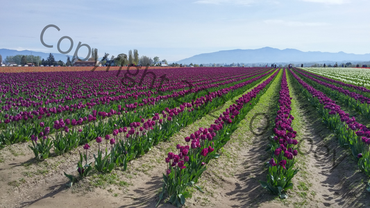 Purple Tulip Field Cross Stitch Pattern - Digital Download