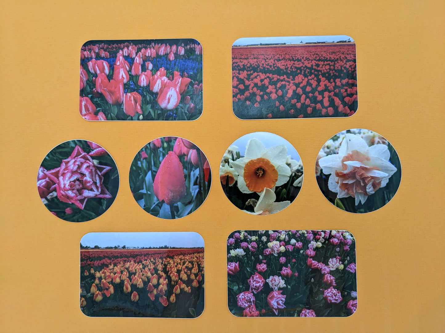 Pink and White Tulip Field Sticker