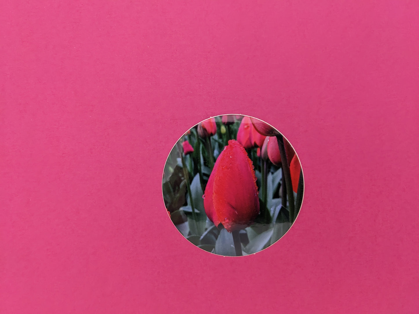 Dark Pink Tulip Sticker in 2 in. Round