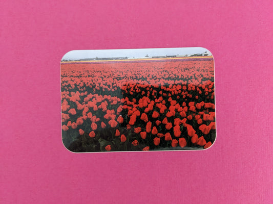 Red Tulip Field Sticker