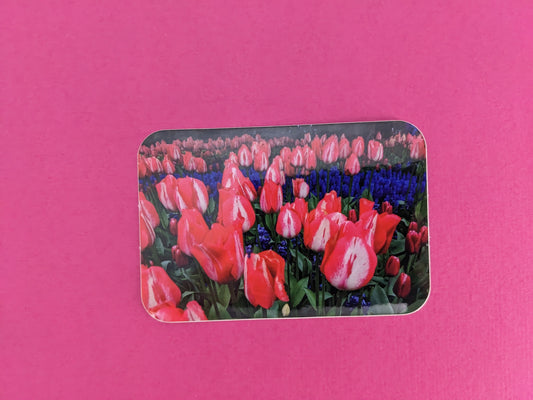 Pink and Blue Tulip Fields Sticker