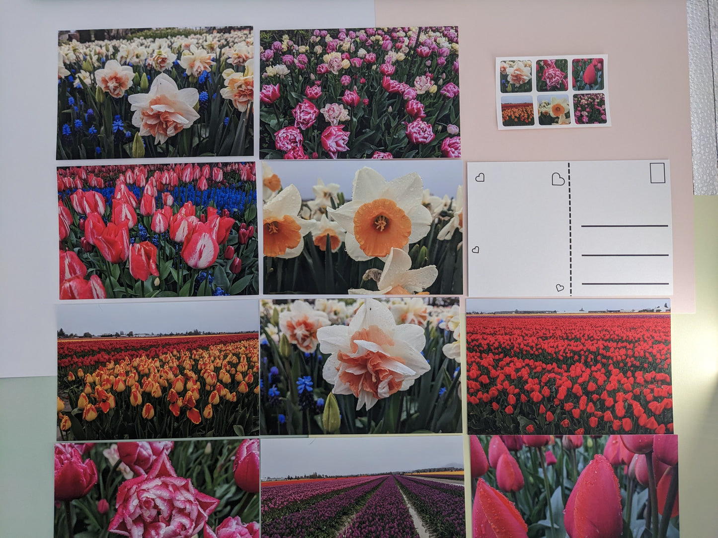 Tulip Fields Entire Collection