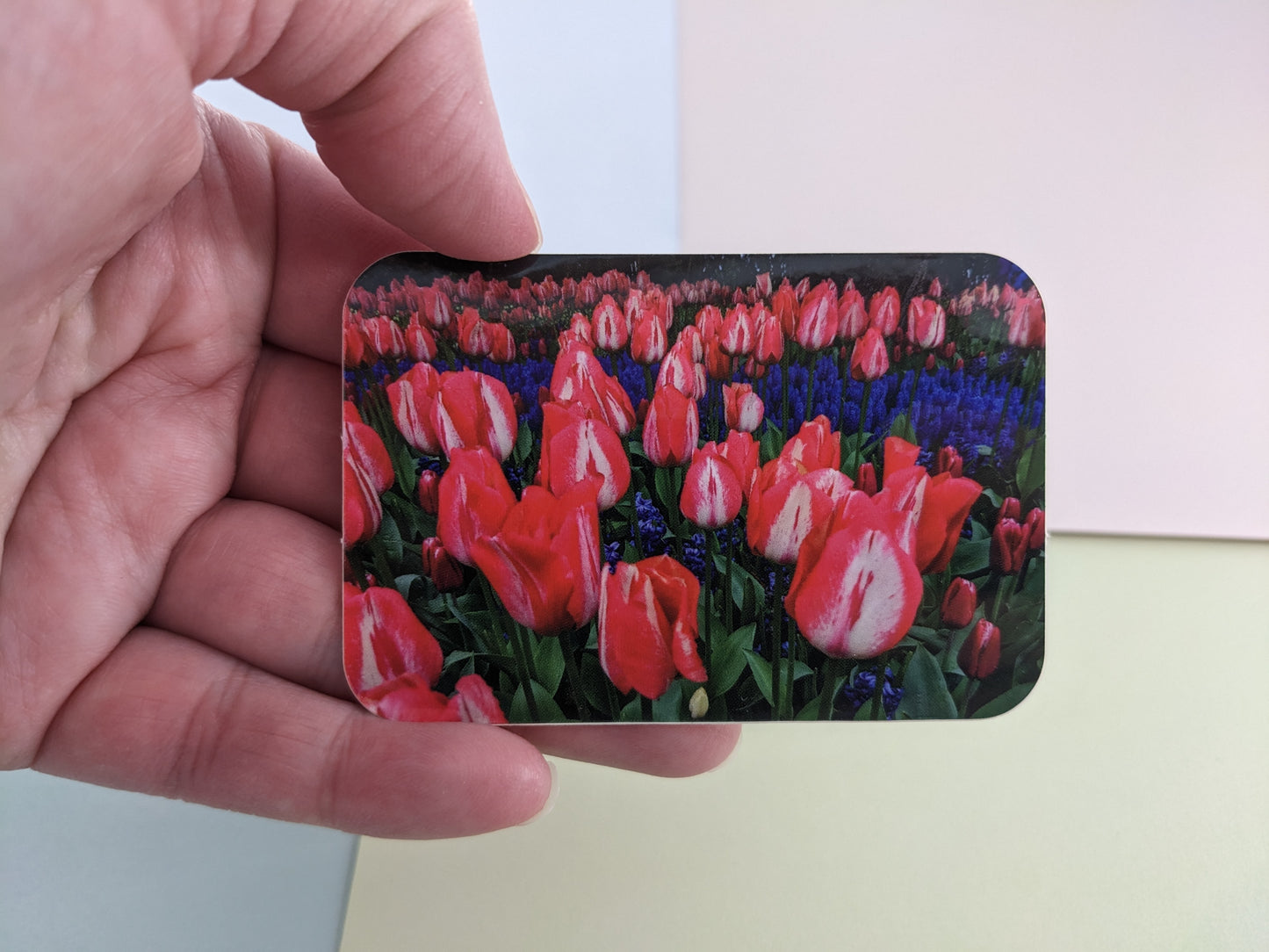 Pink and Blue Tulip Fields Sticker