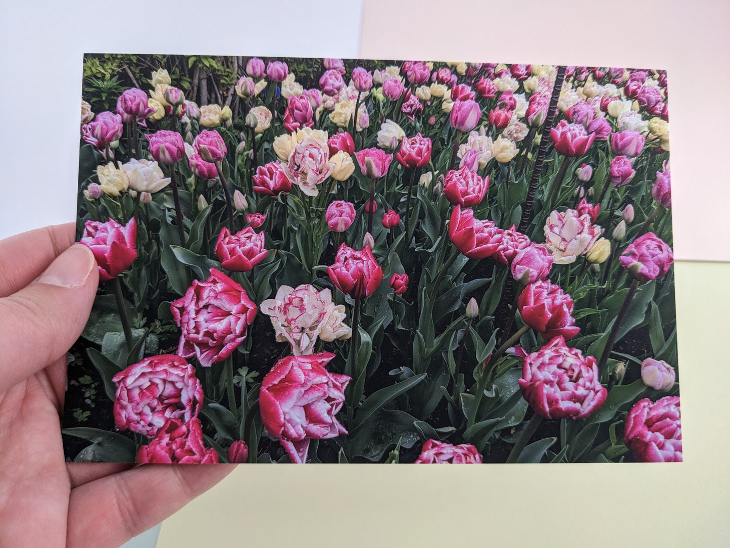 Tulip Fields 10 pk. Postcards