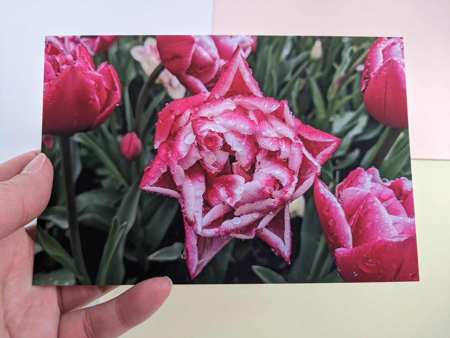 Tulip Fields 10 pk. Postcards