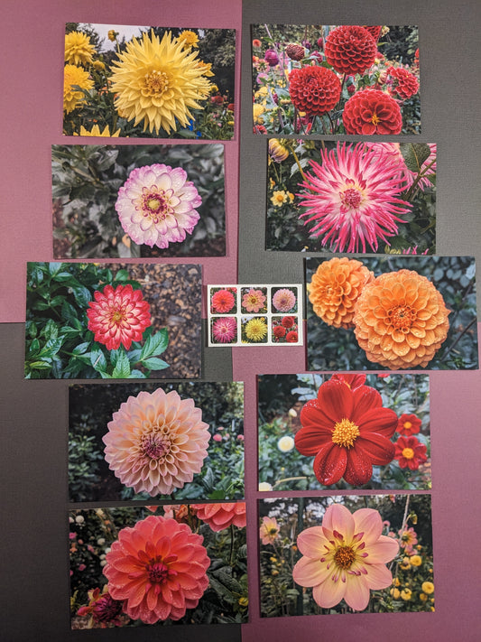 10 pack Dahlia Postcards