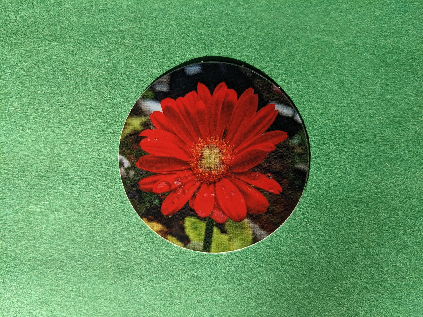 Red Gerbera Daisy 2" Round Sticker