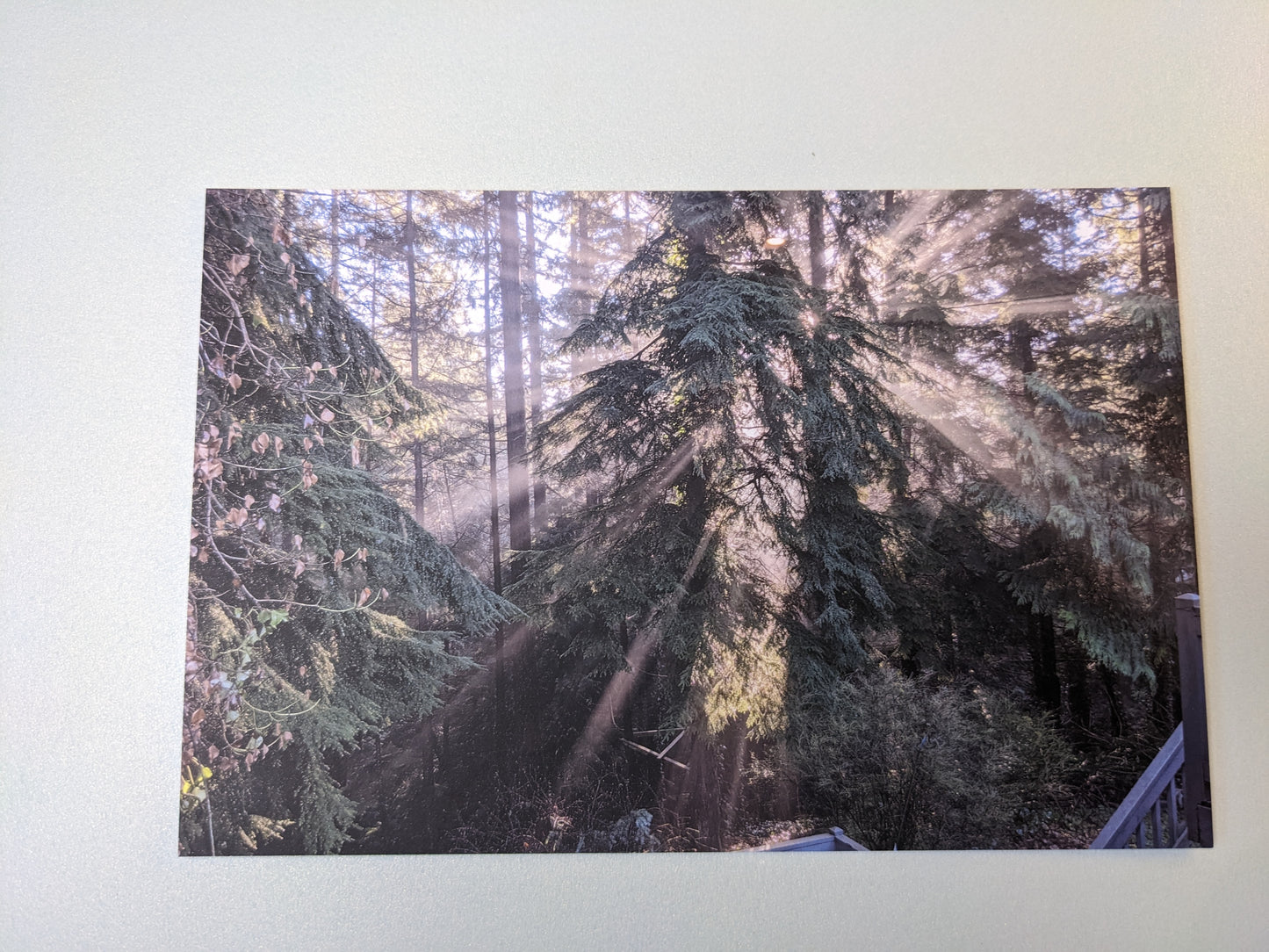Sunlight Through Trees Postcard - Individual