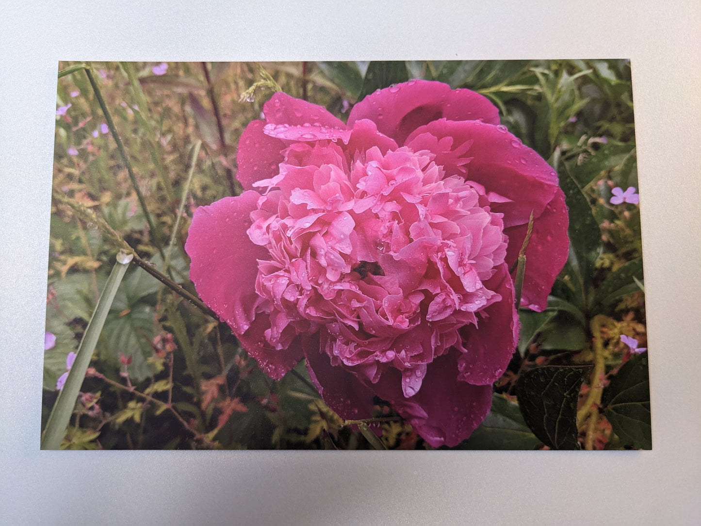 Pink Peony Postcard - Individual